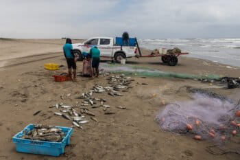 After a chinchorro fishing haul, some fish considered worthless are left behind and end up rotting on the sand.