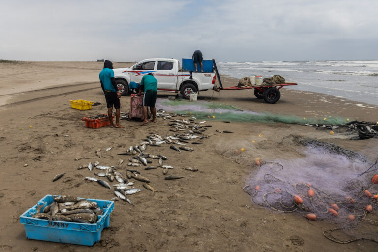After a chinchorro fishing haul, some fish considered worthless are left behind and end up rotting on the sand.
