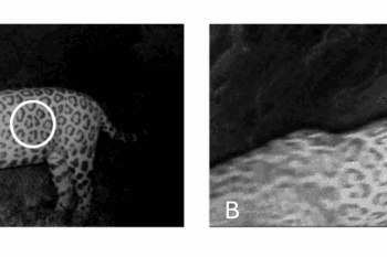 Camera trap images of the jaguar before and after the crossing. Image courtesy of Silveira et al., 2025 (CC BY 4.0).