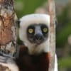 Coquerel's sifaka (Propithecus coquereli) in a tree.