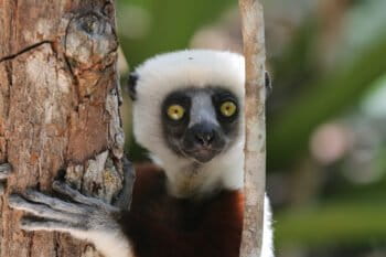 Coquerel's sifaka (Propithecus coquereli) in a tree.