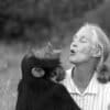 Jane with Uruhara pant-hooting, 1996. Photo by Michael Neugebauer