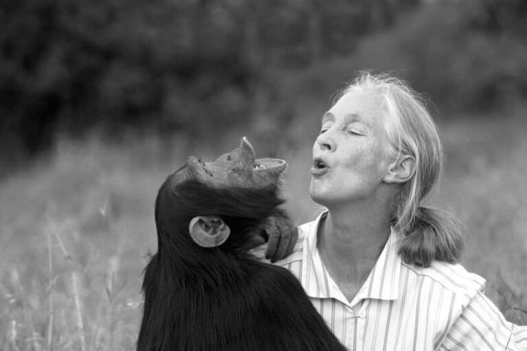 Jane with Uruhara pant-hooting, 1996. Photo by Michael Neugebauer