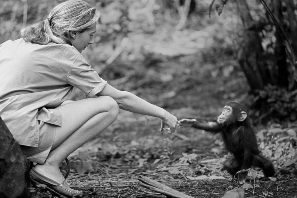 Goodall at Gombe. Photo credit: Hugo van Lawick, National Geographic Creative