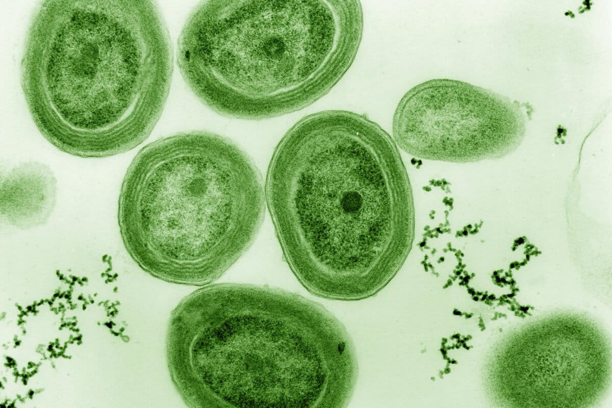 New conservation panel to focus on microorganisms crucial for human and planet health