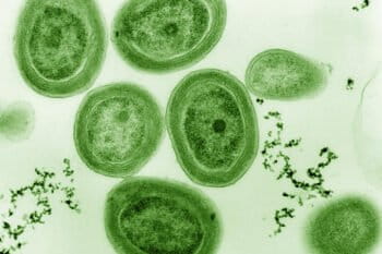 Prochlorococcus marinus, a globally significant marine cyanobacterium. Image by Luke Thompson from Chisholm Lab and Nikki Watson from Whitehead, MIT, 2007, via Flickr (Public domain).