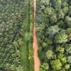 Oil palm planation and native tropical rainforest on the island of Sumatra in Indonesia.