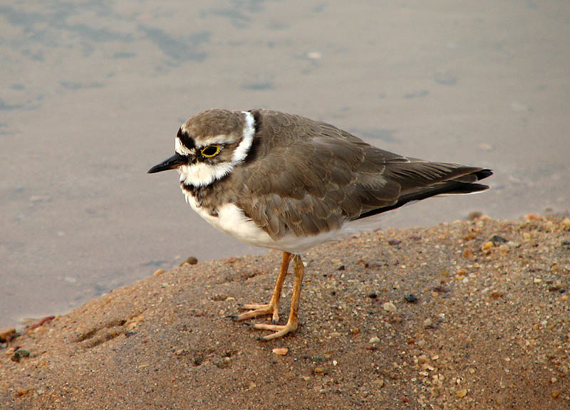 A little-ringed plover (Charadrius dubius) on the banks of the Netravathi River.