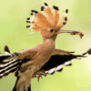 The Eurasian hoopoe (Upupa epops) is native to Europe, Asia and Africa. Image courtesy of Royal Society for the Protection of Birds (RSPB).