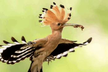 The Eurasian hoopoe (Upupa epops) is native to Europe, Asia and Africa. Image courtesy of Royal Society for the Protection of Birds (RSPB).