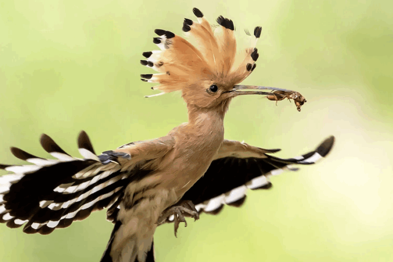 The Eurasian hoopoe (Upupa epops) is native to Europe, Asia and Africa. Image courtesy of Royal Society for the Protection of Birds (RSPB).