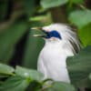 A Bali starling sings with its beak wide open