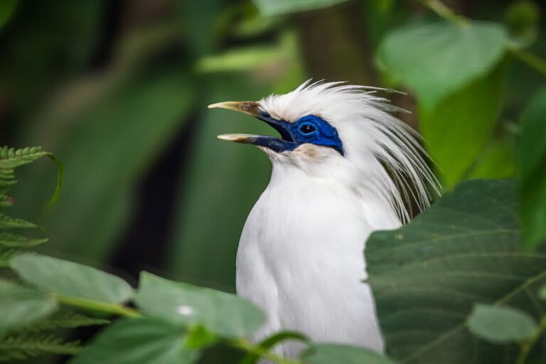 A Bali starling sings with its beak wide open
