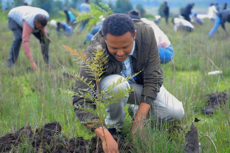 A participant plants local green plants in a park as part of Ethiopia's Green Legacy Initiative, which aims to plant 7.5 billion trees by the end of the year, at Jifara Ber site, Addis Ababa, Ethiopia, Thursday, July 31, 2025.