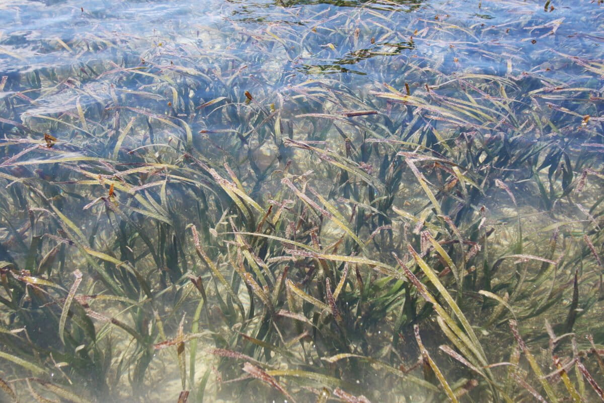 Indonesia eyes seagrass zoning for blue carbon; experts urge community benefits