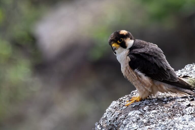 A young Taita falcon in South Africa. Image courtesy of Anthony van Zyl.