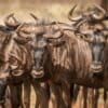 A herd of wildebeests.
