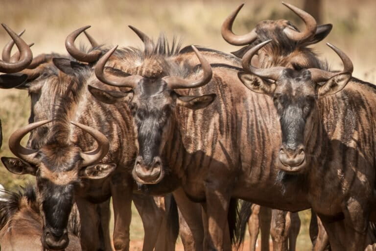 A herd of wildebeests.