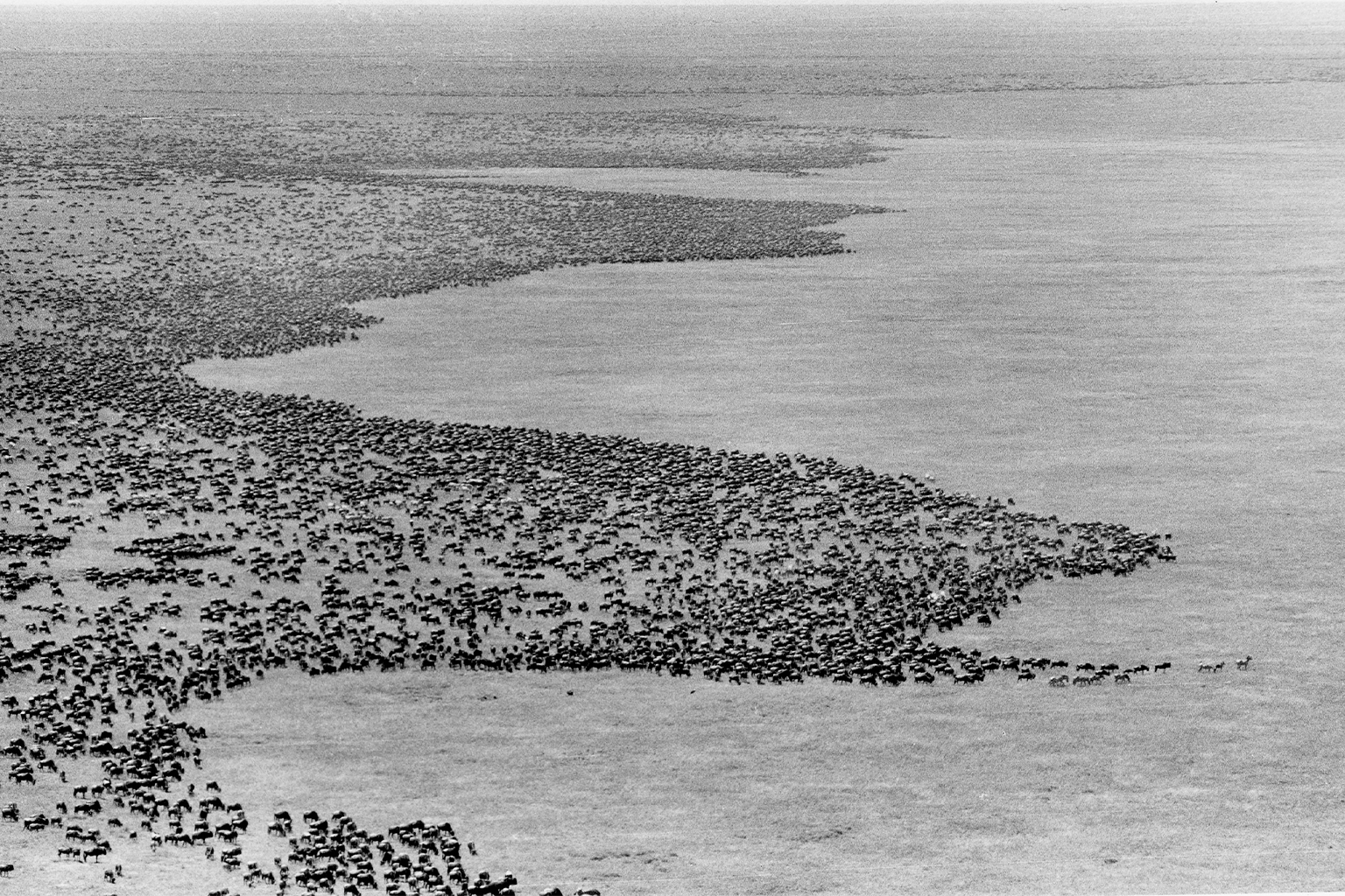 The wildebeest migration is one of the largest mammal migrations in the world.