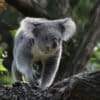 Koala in captivity. Image by Till Niermann.
