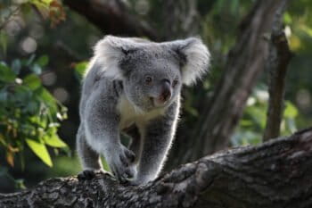 Koala in captivity. Image by Till Niermann.