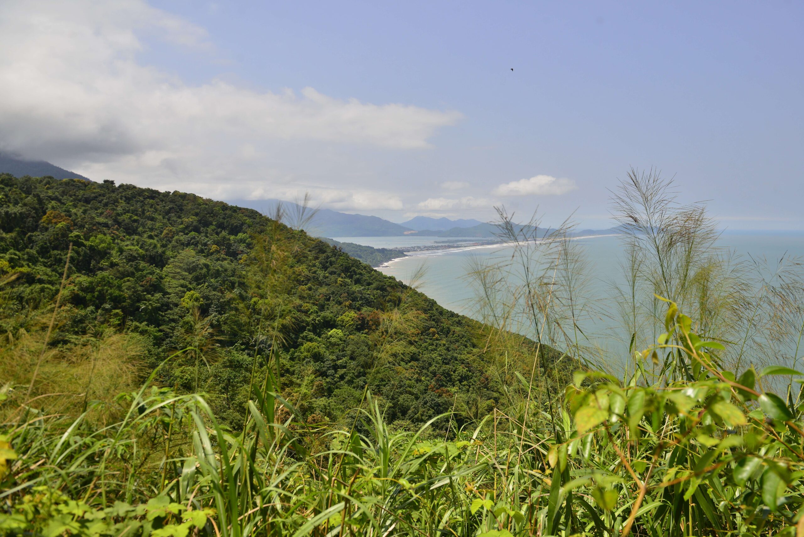 Tree cover loss has consistently fallen year-on-year in Vietnam as environmental protections improve. Image supplied by Thong Pham.