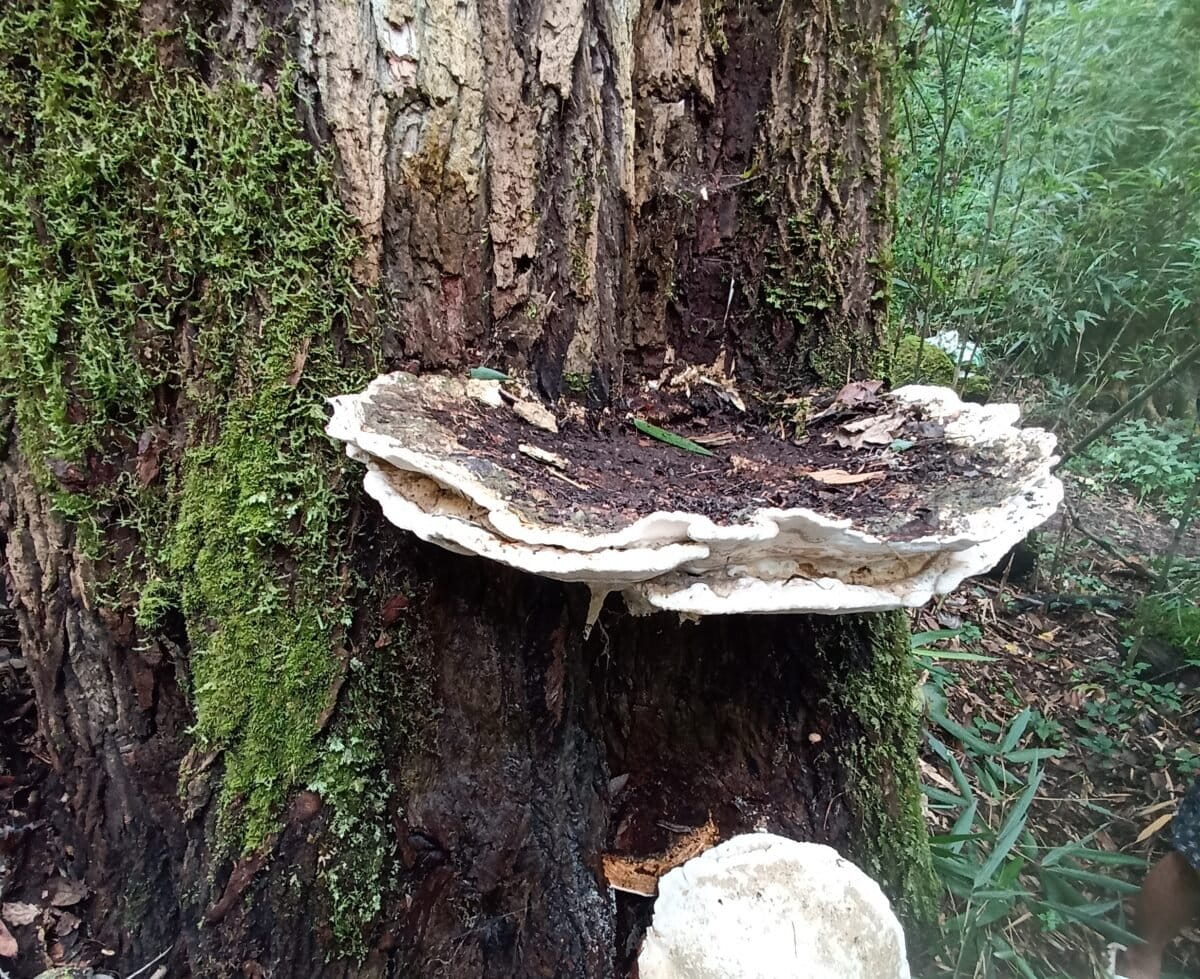 Newly described B. kanadii growing on a fir tree in a forest in Arunachal Pradesh in northeast India. Image courtesy of Arvind Parihar.