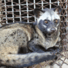 Palm civet in a wildlife farm in Dong Nai Province, Viet Nam. Image courtesy of Wildlife Conservation Society (WCS).