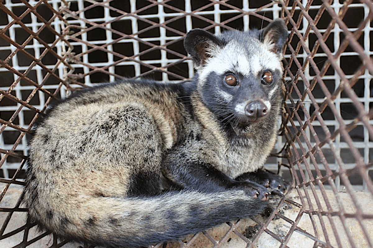 New global guidelines needed to rein in the wildlife pet trade (commentary)