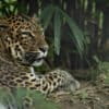 An Indochinese leopard (Panthera pardus delacouri)