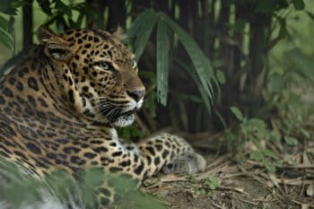 An Indochinese leopard (Panthera pardus delacouri)