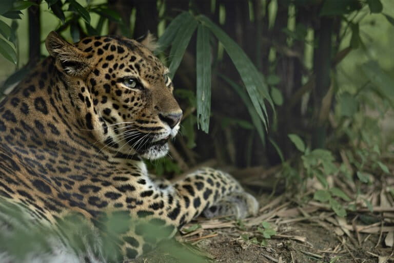 An Indochinese leopard (Panthera pardus delacouri)