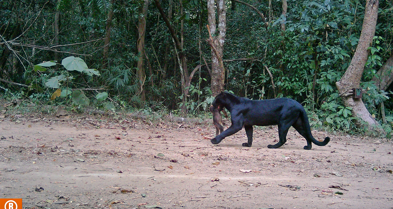 A leopard caught on a camera trap in Kaeng Krachan National Park.