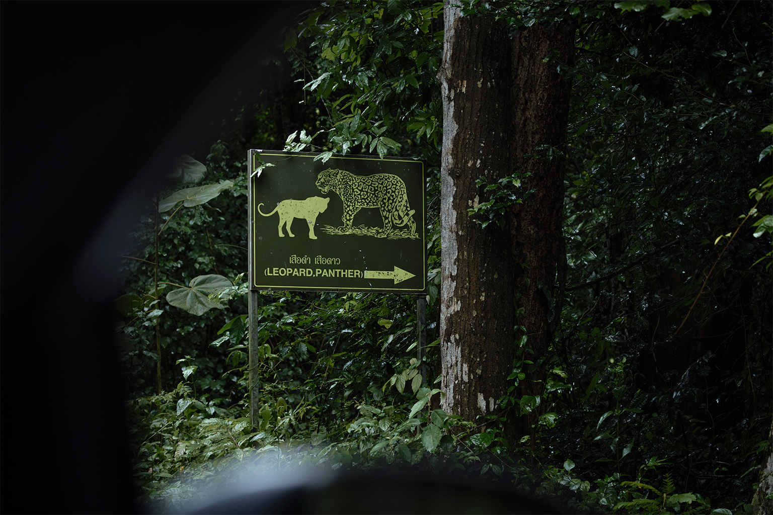 The dense forests of Kaeng Krachan National Park are a habitat for the Indochinese leopard.