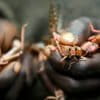Banner image: A boy holds locusts he caught in Nakuru county, Kenya Wednesday, March 17, 2021. Image courtesy of AP Photo/Brian Inganga.