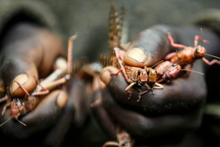 Banner image: A boy holds locusts he caught in Nakuru county, Kenya Wednesday, March 17, 2021. Image courtesy of AP Photo/Brian Inganga.