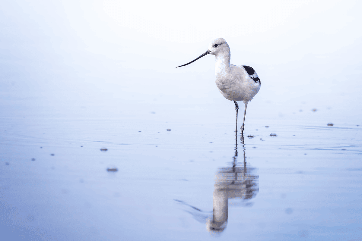 Bird-watching for nature connection & social justice