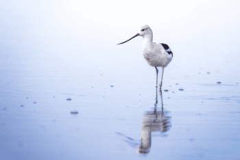American Avocet. Image by Michael Barry via Pixabay (Pixabay Content License).