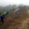 In the cloud forests of Brava, Cabo Verde, community youth bend over thorny shrubs, pulling out these invasive plants that choke the native orchids and grasslands. Not far away, herders guide their cattle through cleared pastures, benefiting directly from the restoration work. These community members are inspired by an initiative that commenced thousands of kilometers away in India, where villagers and conservationists are wrestling with Lantana camara, an ornamental plant from Central America that has spread like wildfire, threatening forests, wildlife, and livelihoods alike. Yet in both places, these struggles are not just about removing a plant—they are about securing a future where people and ecosystems can coexist. Image courtesy of the author.