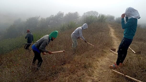 In the cloud forests of Brava, Cabo Verde, community youth bend over thorny shrubs, pulling out these invasive plants that choke the native orchids and grasslands. Not far away, herders guide their cattle through cleared pastures, benefiting directly from the restoration work. These community members are inspired by an initiative that commenced thousands of kilometers away in India, where villagers and conservationists are wrestling with Lantana camara, an ornamental plant from Central America that has spread like wildfire, threatening forests, wildlife, and livelihoods alike. Yet in both places, these struggles are not just about removing a plant—they are about securing a future where people and ecosystems can coexist. Image courtesy of the author.