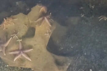 Starfish on sunken World War II munitions in the Baltic Sea. Image courtesy of Vedenin et al., 2025 (CC BY 4.0).