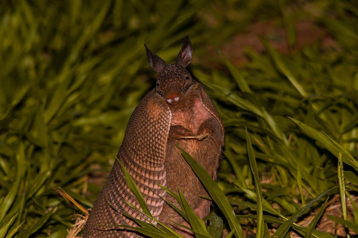 Research aims to link Hansen’s disease & illegal armadillo hunting in Brazil