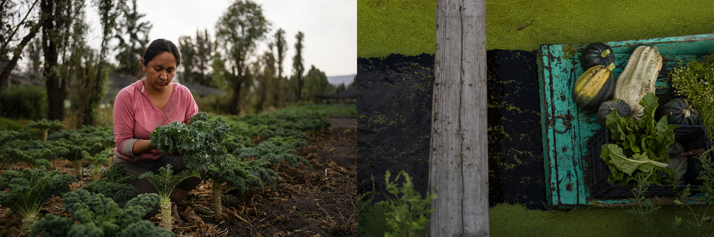 (Left) Cassandra Garduño harvests kale in her chinampa. (Right) Pumpkins, Swiss chard and chamomile sprouts are visible in a boat floating in Garduño's chinampa.