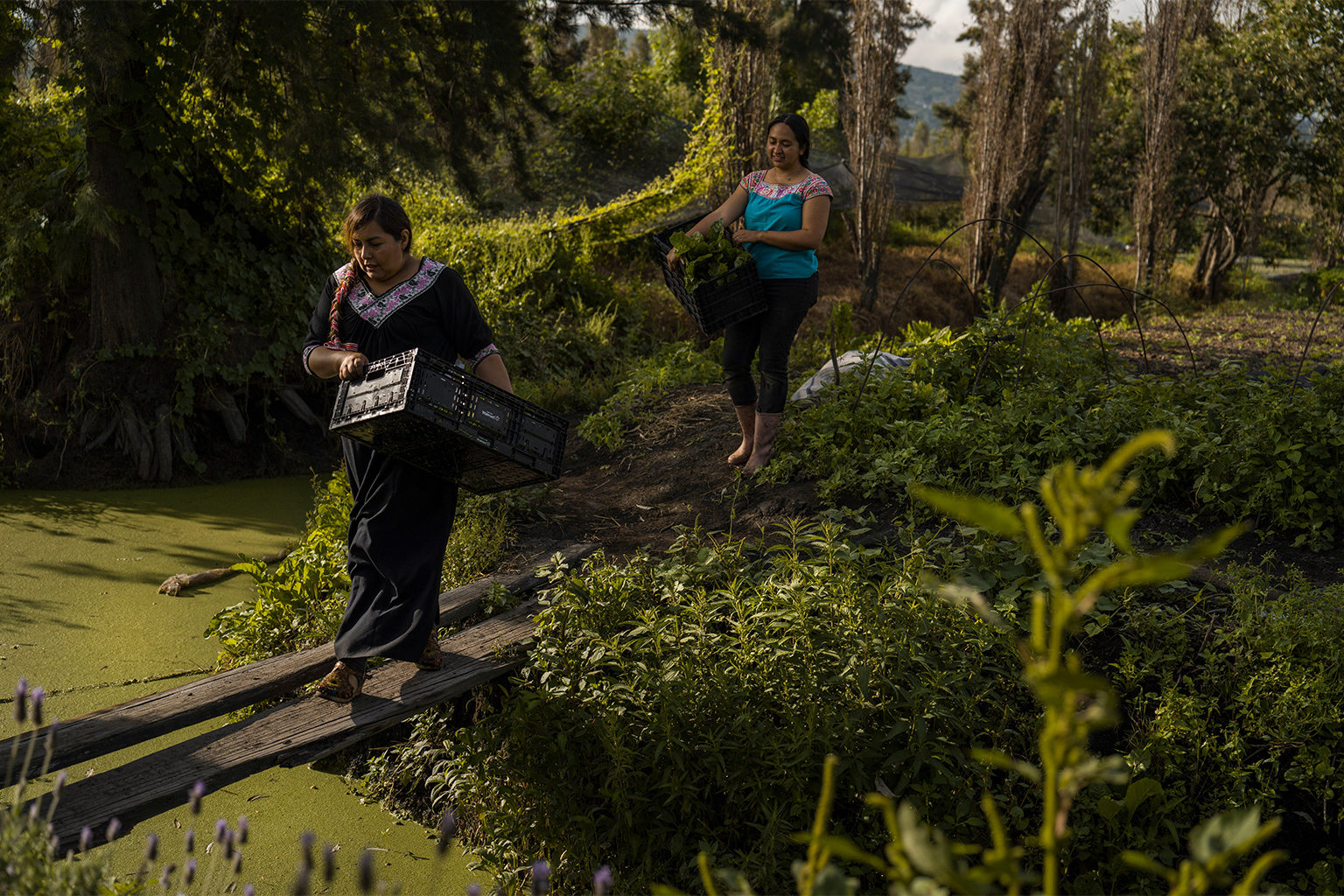 Ordóñez and Garduño cross an improvised bridge in Garduño's chinampa.