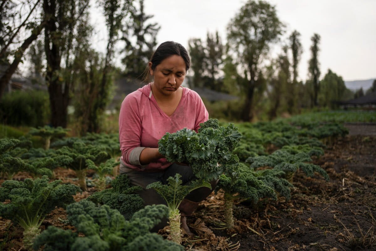 Saving Mexico City’s ancient floating farms