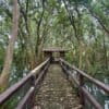 A walkway build amid the mangrove trees.
