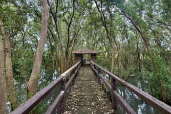 A walkway build amid the mangrove trees.