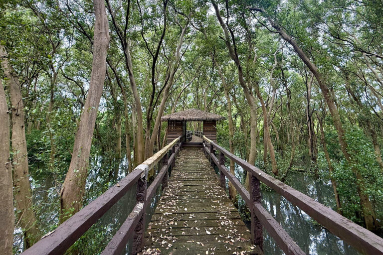 A walkway build amid the mangrove trees.