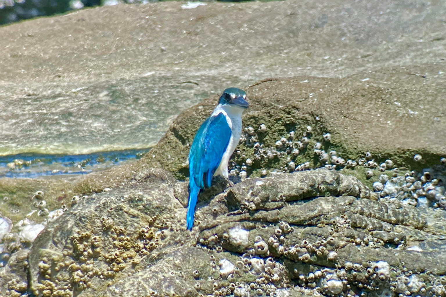 A collared kingfisher (Todiramphus chloris) in Las Piñas-Parañaque Wetland Park.
