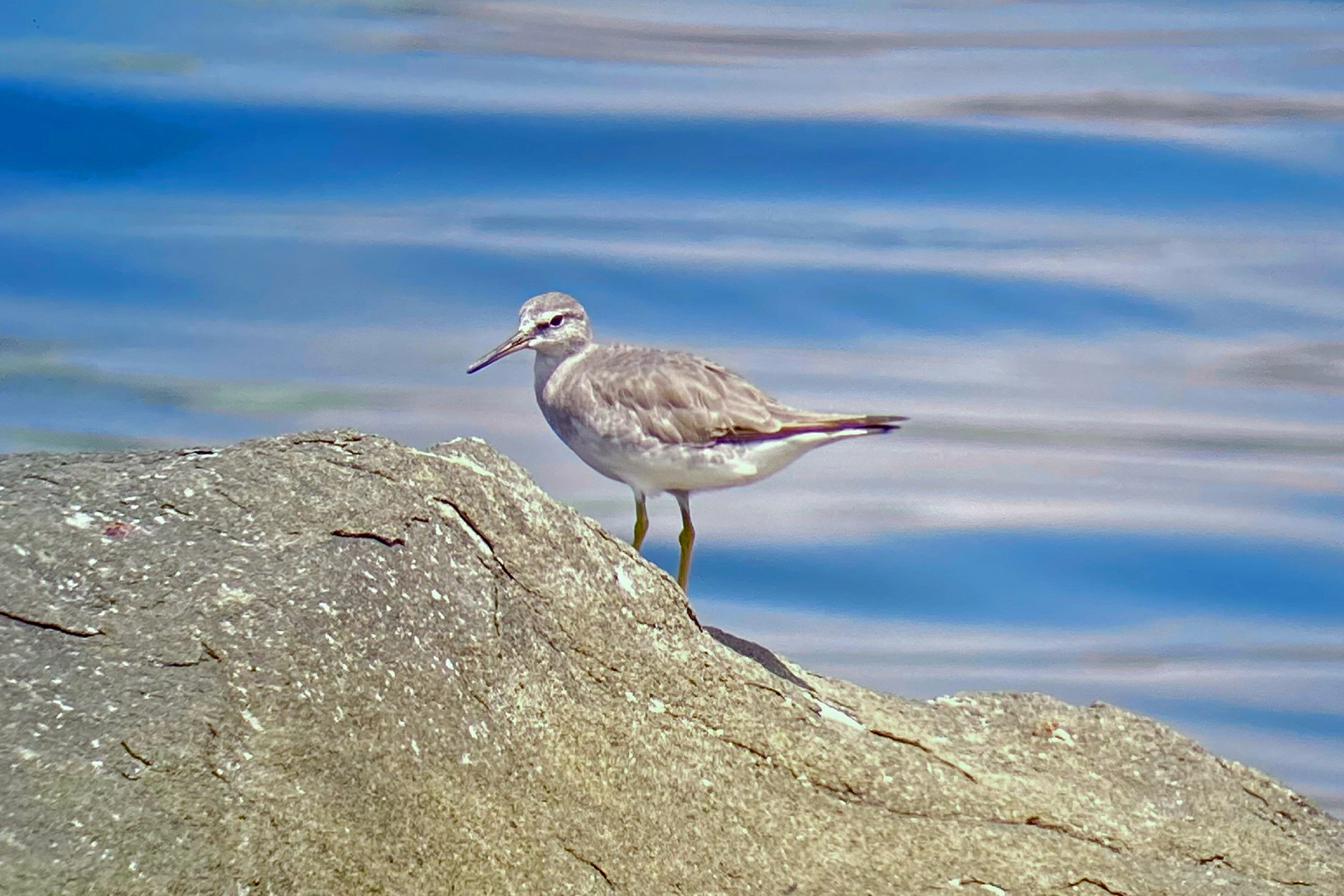 A grey-tailed tattler (Tringa brevipes) in Las Piñas-Parañaque Wetland Park.